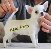 CHIHUAHUA PUPPIES FOR SALE ARYAN KENNEL - 9555944924